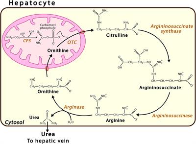 Disturbance of the Glutamate-Glutamine Cycle, Secondary to Hepatic Damage, Compromises Memory Function